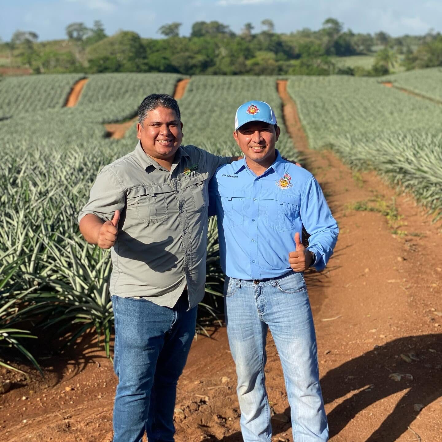 Equipo técnico en el cultivo de piña