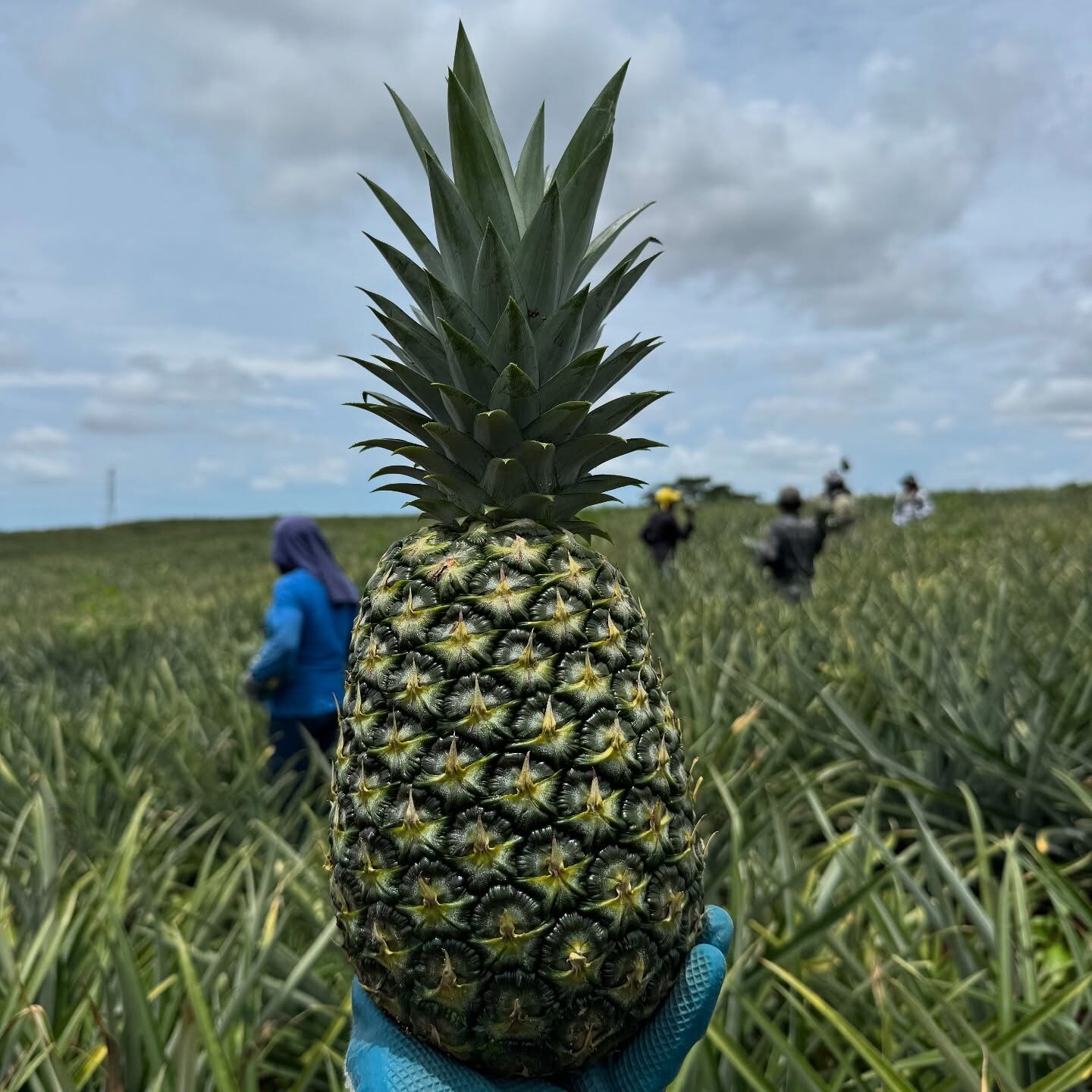 Evaluación del cultivo en campo
