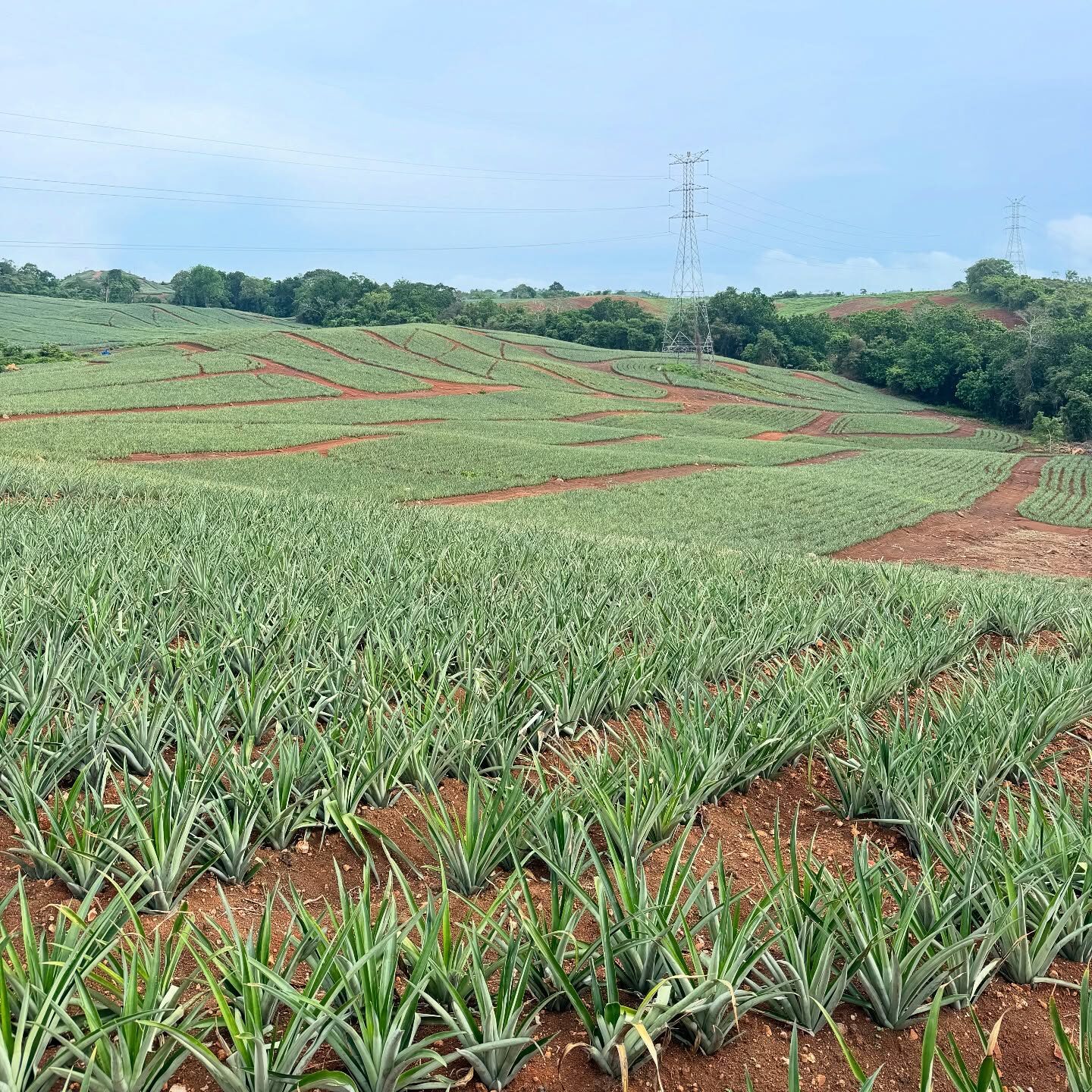 Plantación de piña en desarrollo