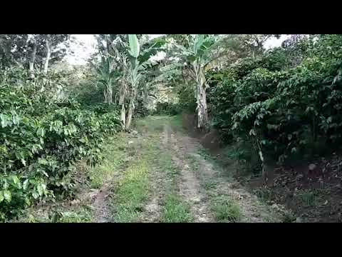 Fertilización para Café